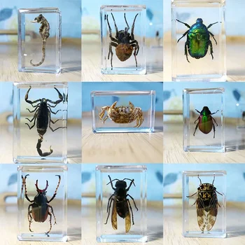 15 вида на тези насекоми; Шестилапые насекоми от смола; Украса на масата; Обучение за оценка; Декорации за дома; Аксесоари за дневна
